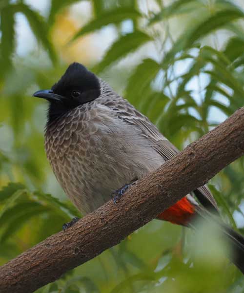 Birdwatching