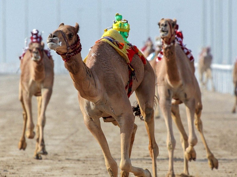 Al Sawan Camel Track_sandsplus