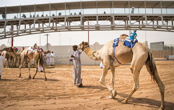 Camel Race Track_sandsplus