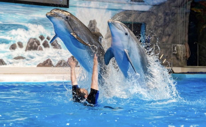 Dolphin Show - Regular_sandsplus