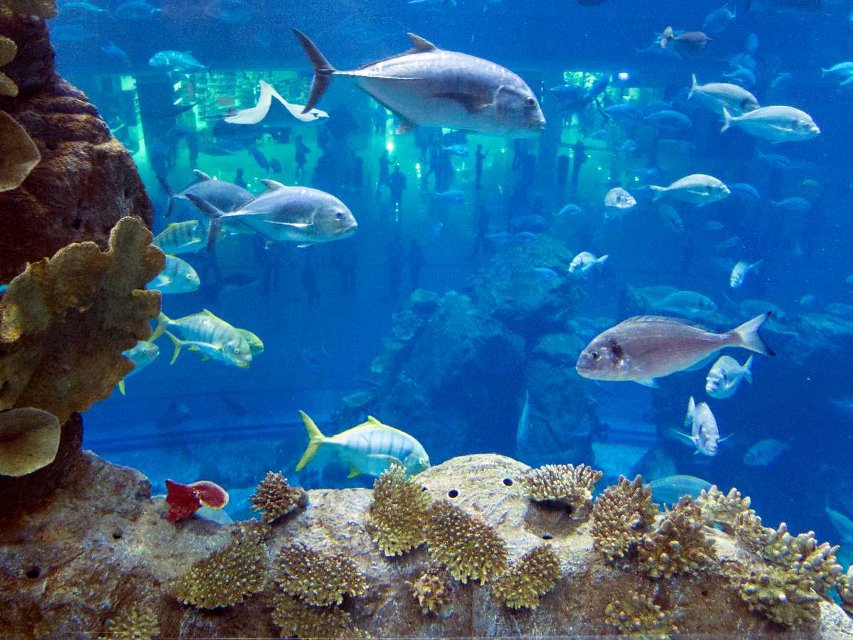 Sharjah Aquarium_sandsplus